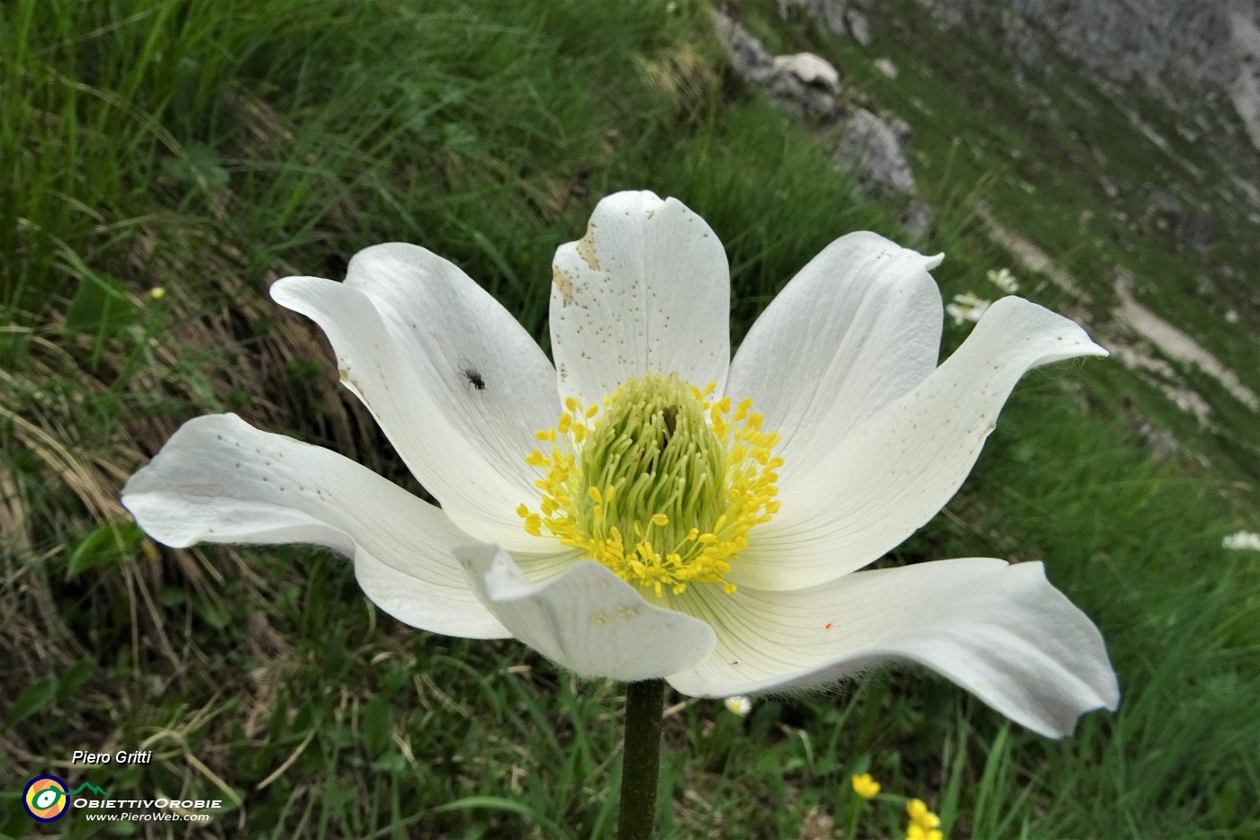 47 Pulsatilla alpina (pulsatilla alpina)   .JPG